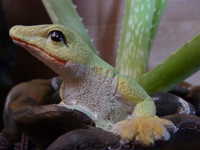 aloe vera ikemoma